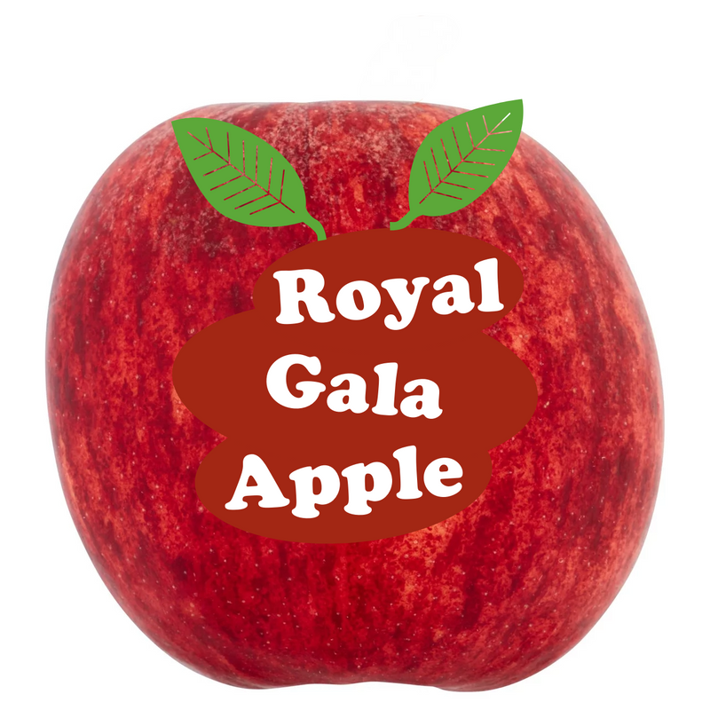 Royal Gala Apple Loose (Single)