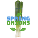 Spring Onions Bunched