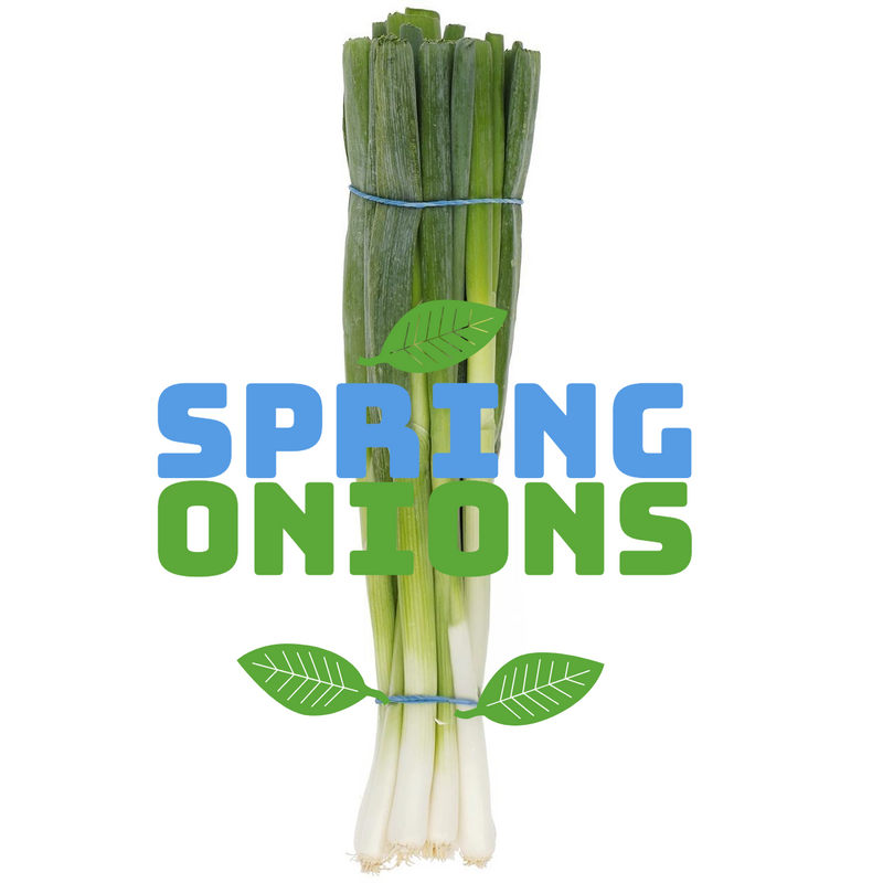 Spring Onions Bunched