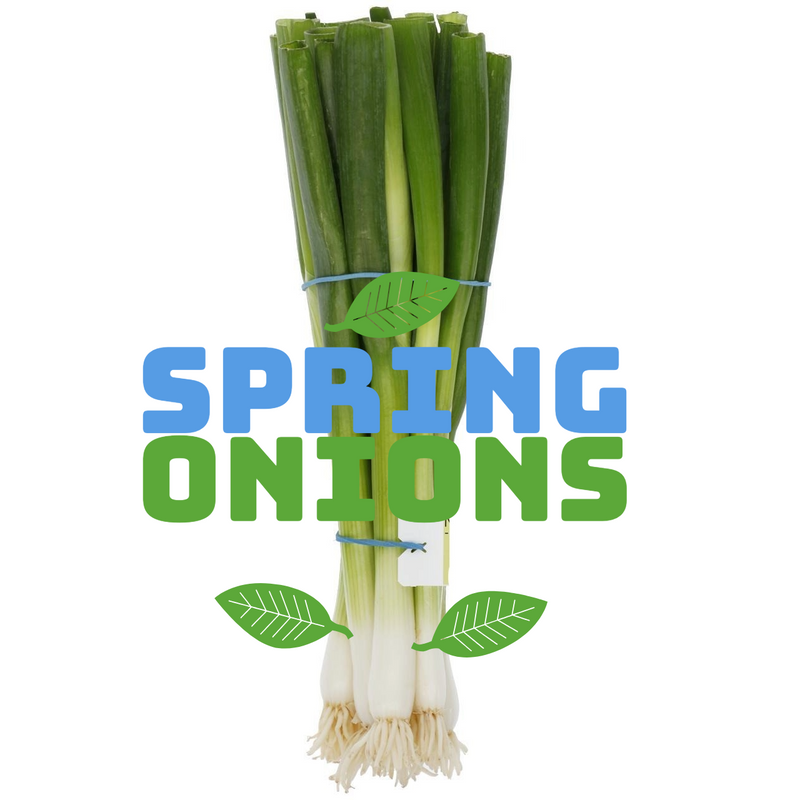 Spring Onions Bunched