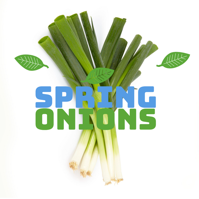 Spring Onions Bunched