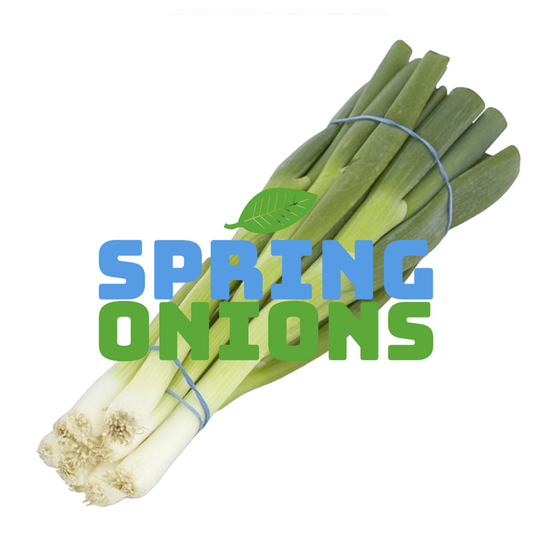 Spring Onions Bunched